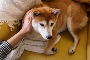 E' possibile tenere animali domestici in una casa o stanza in affitto?