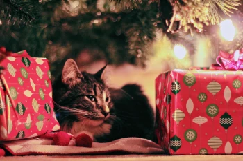 5 idee regalo per la tua casa 