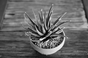 Scopriamo Haworthia fasciata, una piantina graziosa e perfetta per l'indoor